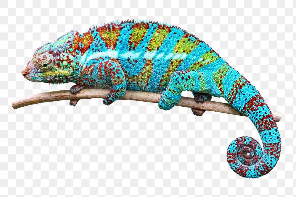 Chameleon png sticker, animal transparent background