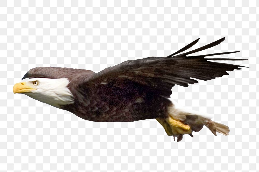 Flying bald eagle png, transparent background