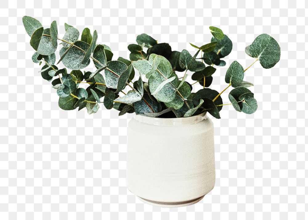 Eucalyptus in vase png sticker, transparent background