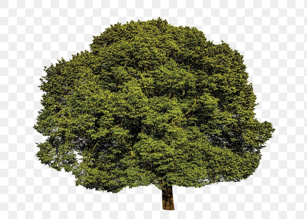 Large tree png sticker, transparent background