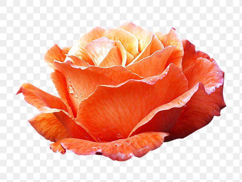 Orange rose png flower sticker, transparent background