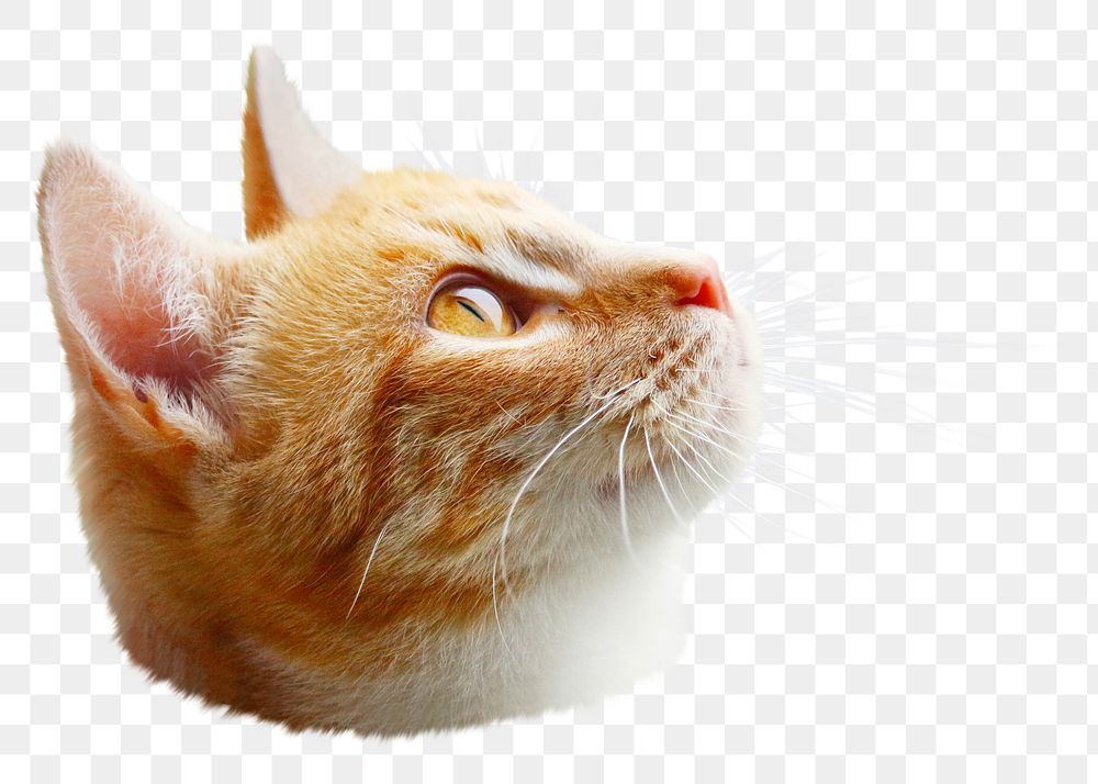 Orange cat png sticker, animal transparent background
