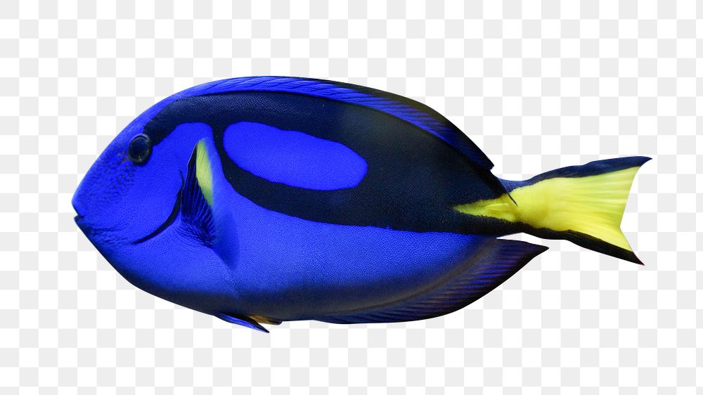 Blue Hippo Tang fish png, transparent background
