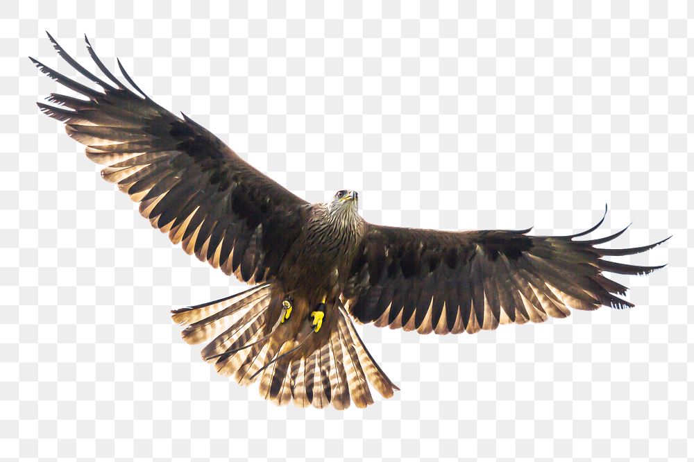 Flying hawk png bird  sticker, transparent background