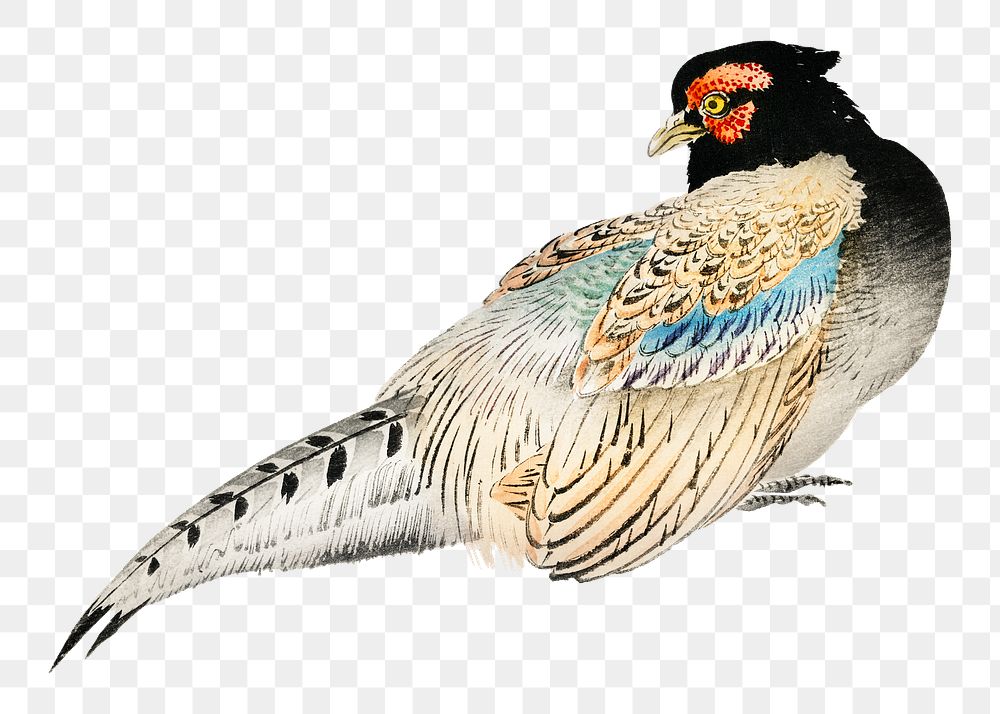 Peregrine falcon png sticker, vintage animal illustration transparent background. Remixed by rawpixel.