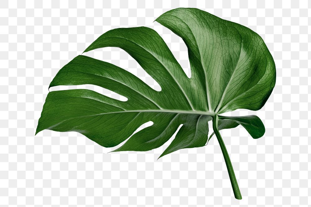 Monstera leaf png sticker, botanical, transparent background