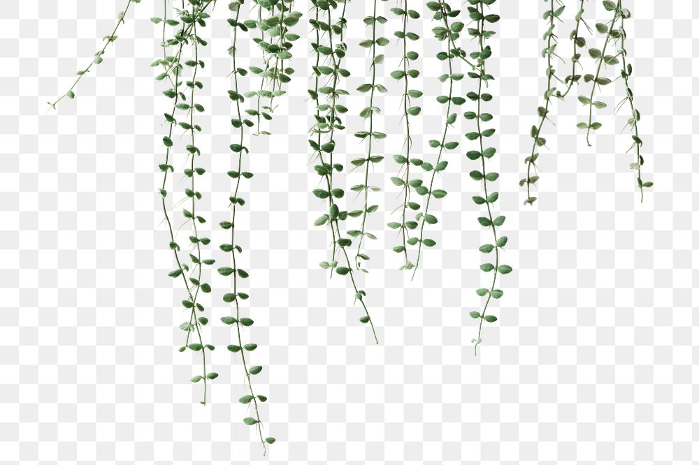 Angel vine plant png  border, transparent background