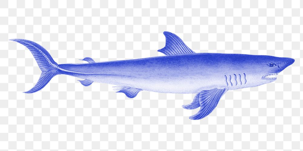 Blue shark png sticker, transparent background