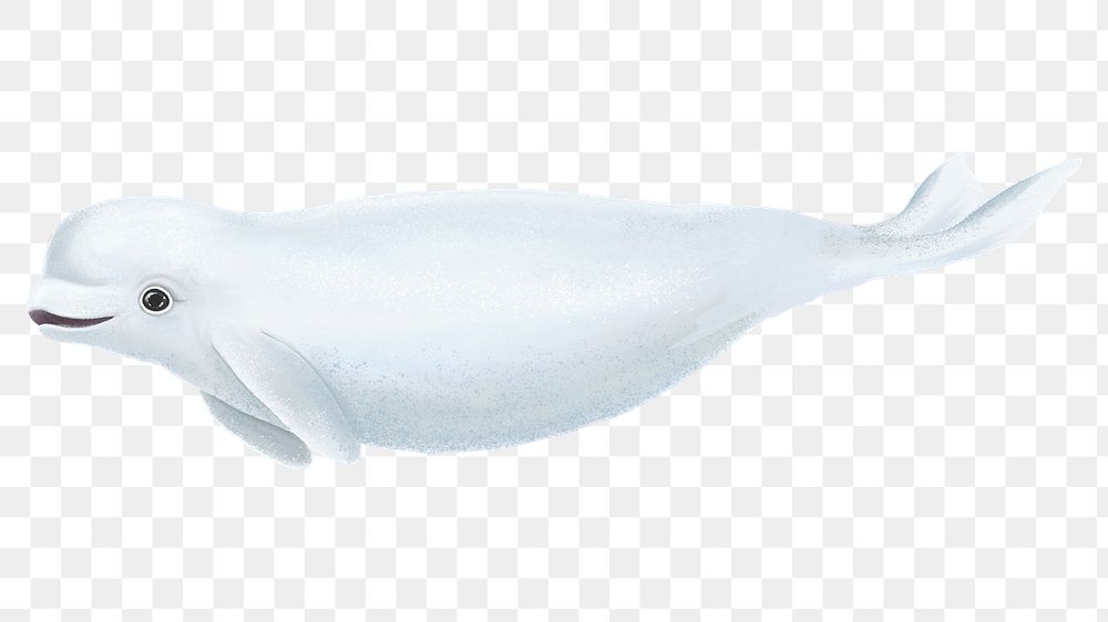 Cute beluga whale png sticker, animal illustration, transparent background