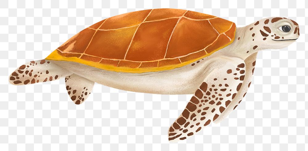Sea turtle png sticker, animal illustration, transparent background