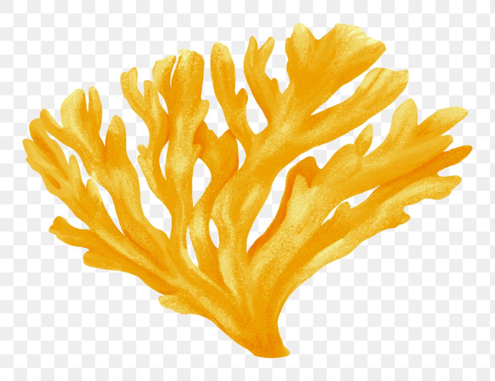 Yellow coral png sticker, nature illustration, transparent background