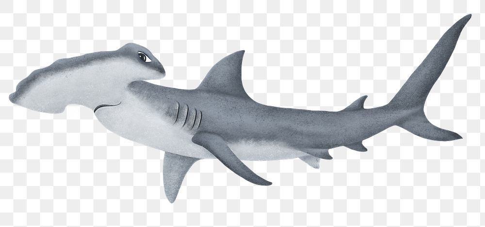 Hammerhead shark png sticker, animal illustration, transparent background