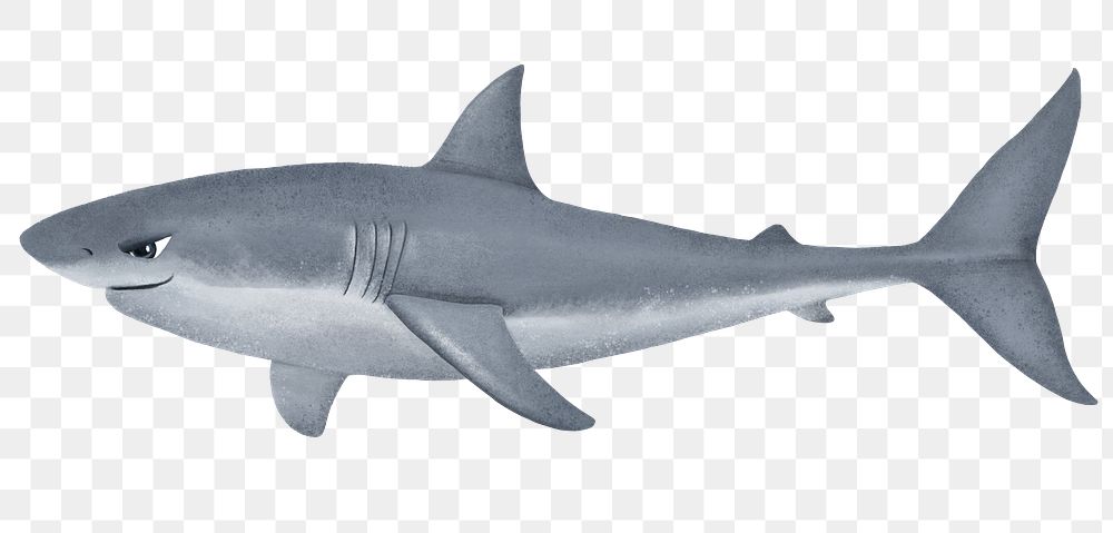 Angry shark png sticker, animal illustration, transparent background