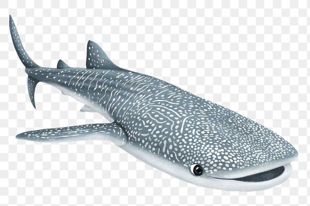 Whale shark png sticker, animal illustration, transparent background