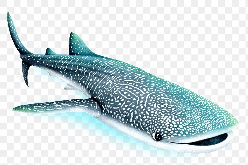 Whale shark png sticker, animal illustration, transparent background
