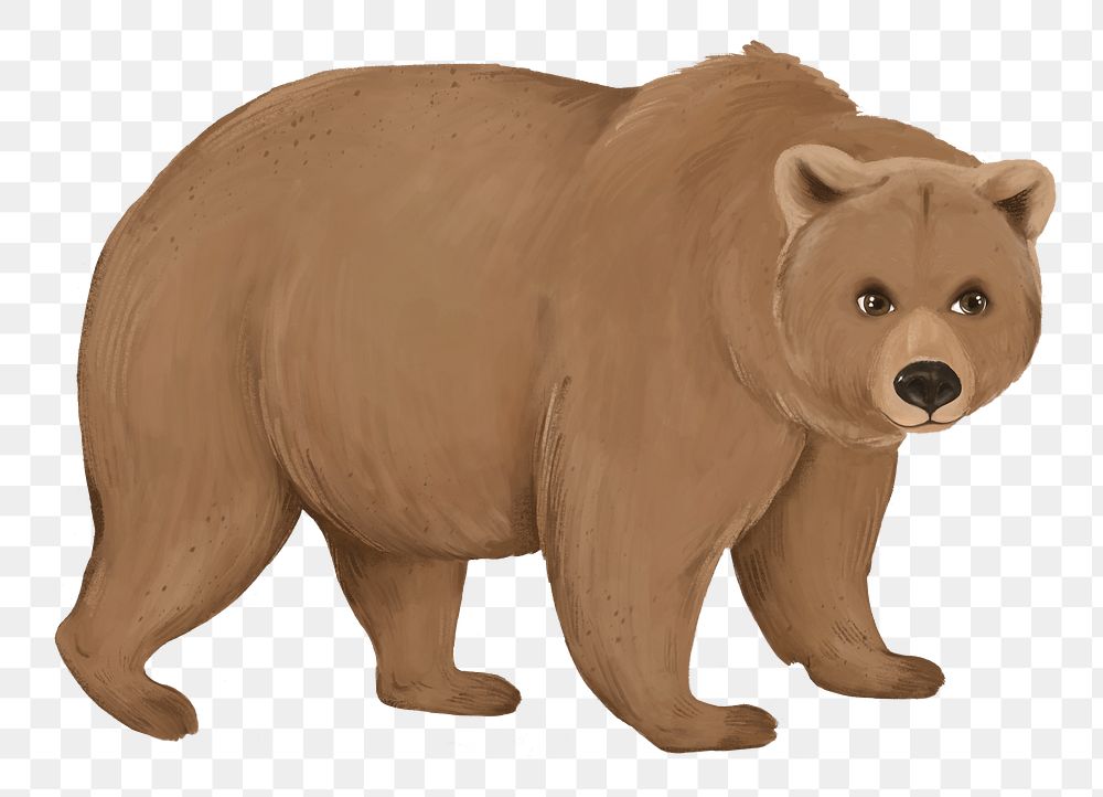 Brown bear png sticker, animal illustration, transparent background