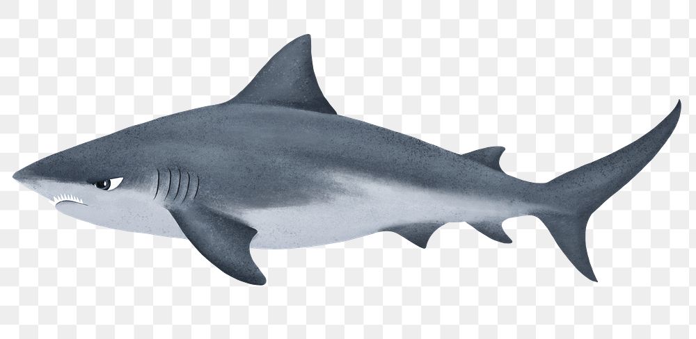 Angry shark png sticker, animal illustration, transparent background