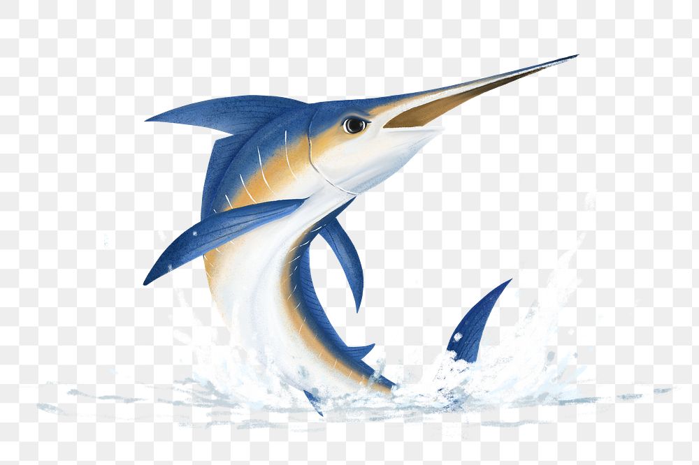 Jumping marlin fish png sticker, animal illustration, transparent background
