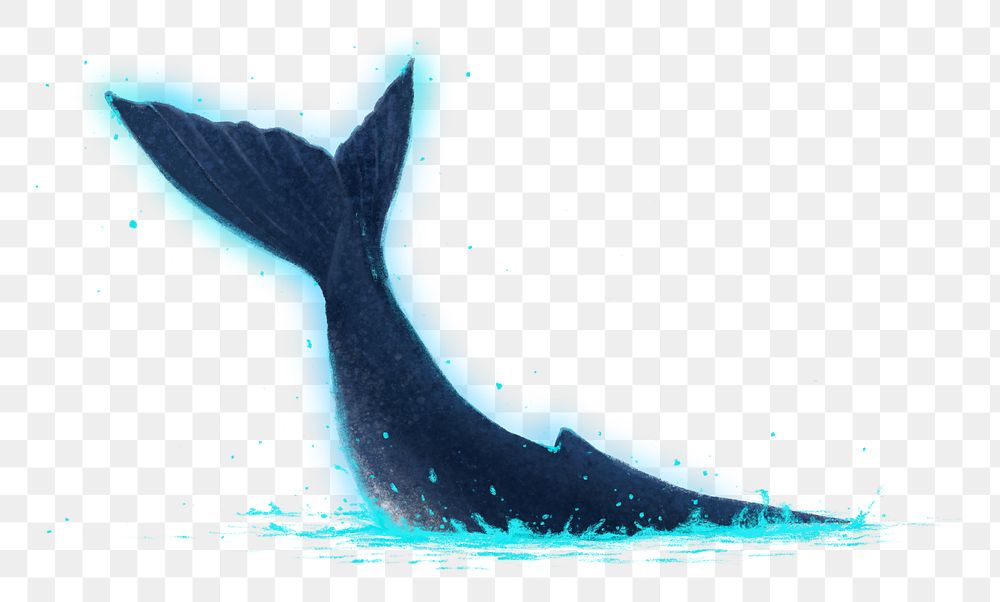 Whale tail png sticker, animal illustration, transparent background