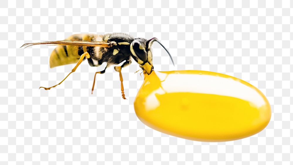 PNG wasp drinking some honey, collage element, transparent background