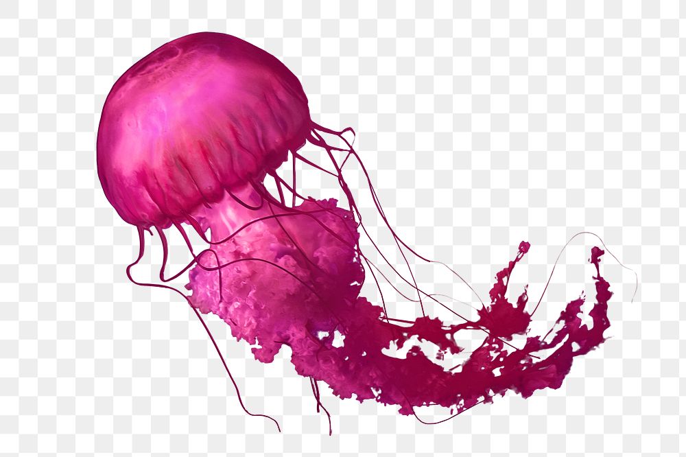 Pink jellyfish png, transparent background