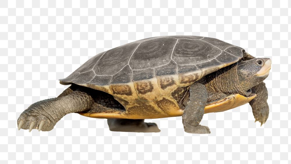 Tortoise png, transparent background