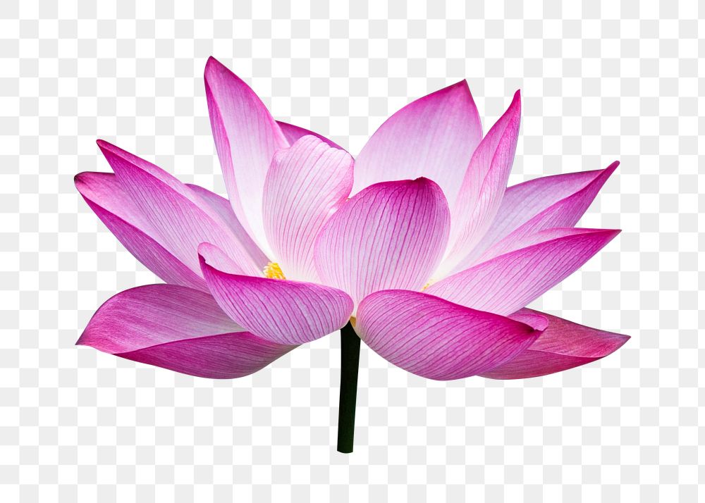 Water lily flower png, transparent background