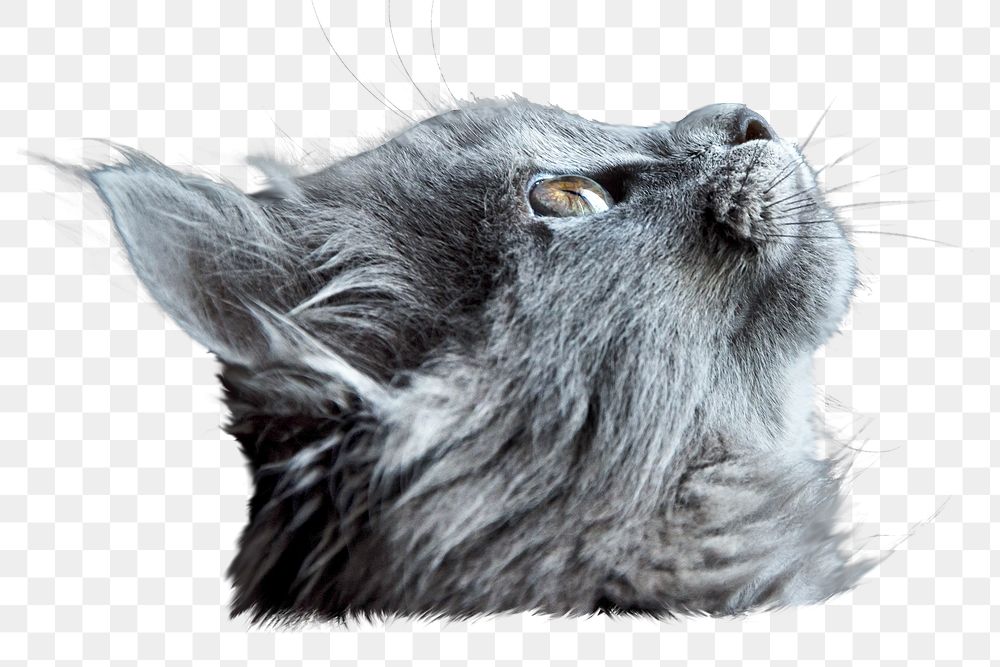 Gray cat png pet sticker, transparent background
