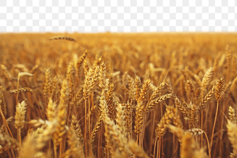 PNG Field of barley in the summer collage element, transparent background