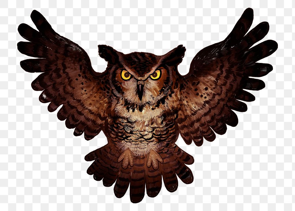 Png owl element, transparent background