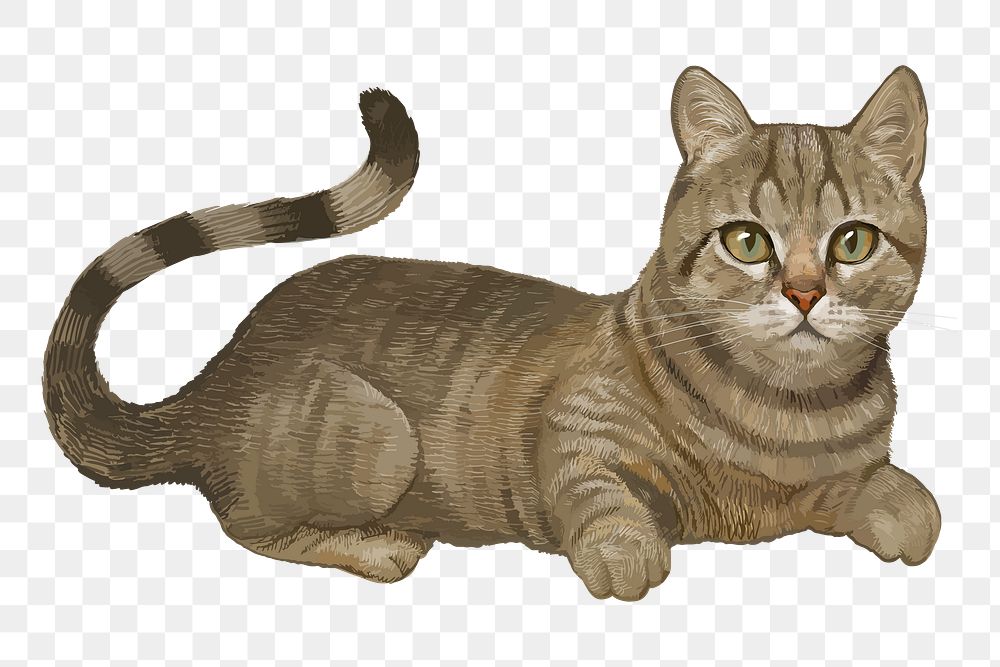 Cat png illustration, transparent background