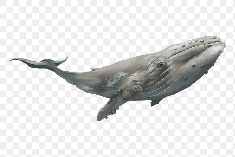 Whale png illustration, transparent background