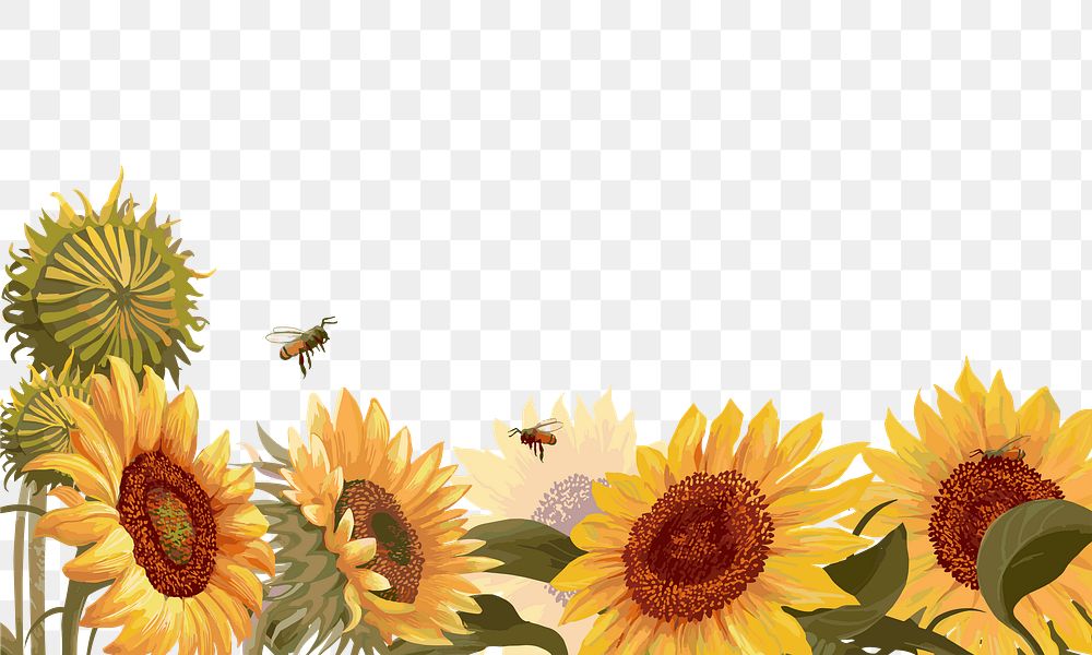 Sunflower png border, transparent background