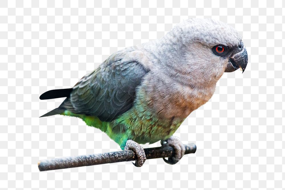 PNG Female red-bellied parrot, collage element, transparent background