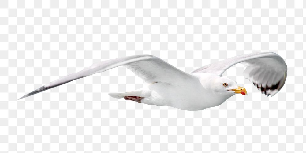 PNG Flying seagull close up  , collage element, transparent background