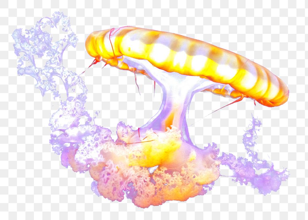 PNG Bright jellyfish floating alone  , collage element, transparent background