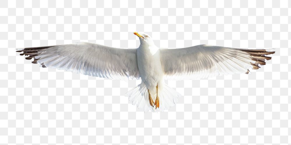 PNG seagull bird, collage element, transparent background