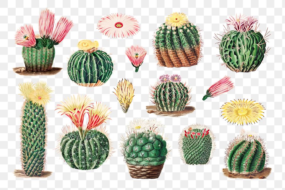 PNG Watercolor cactus illustration set, transparent background