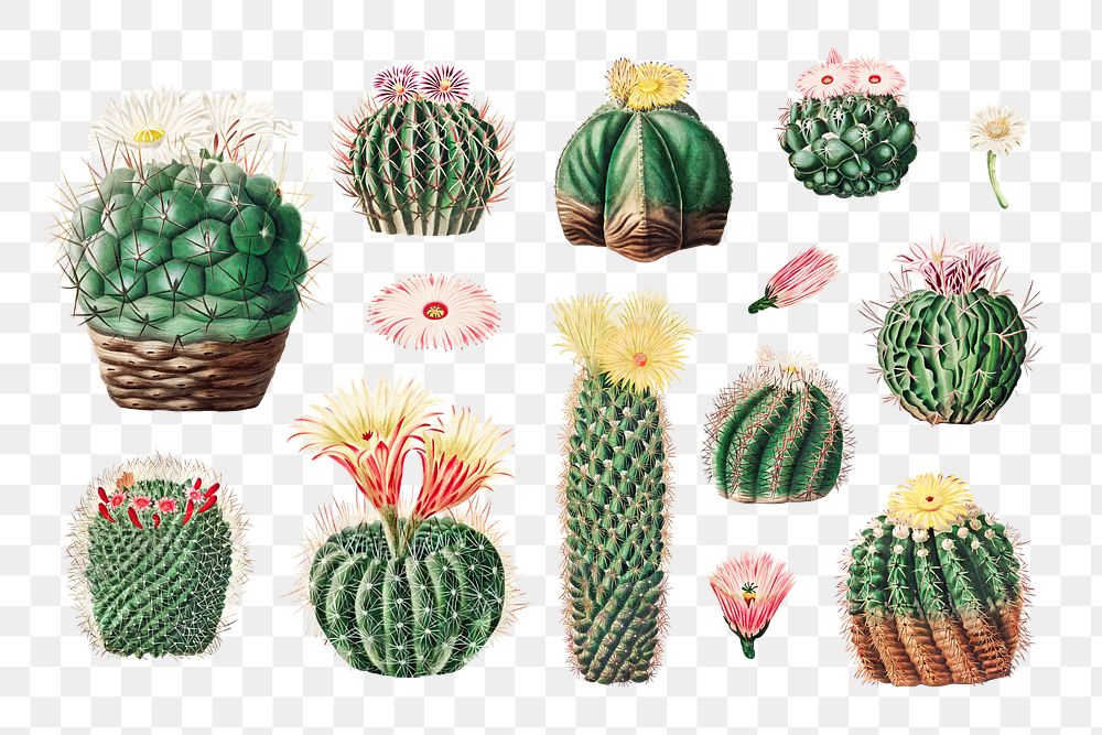 PNG Watercolor cactus illustration set, transparent background