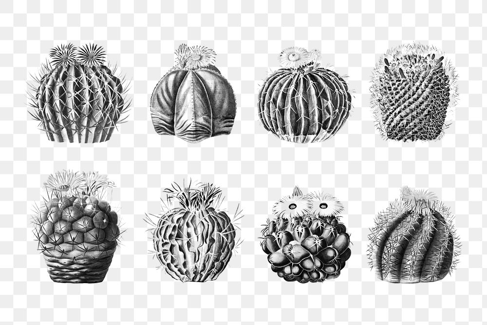 PNG Black & white cactus illustration set, transparent background