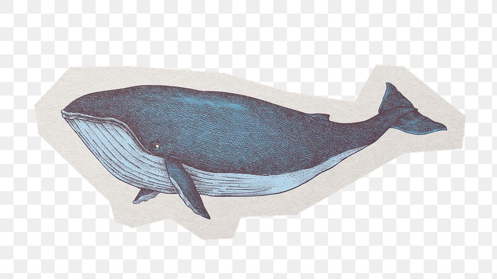 PNG whale sticker with white border, transparent background