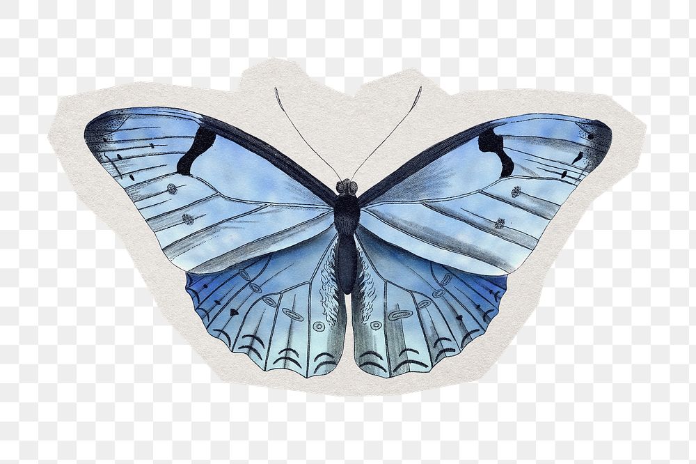PNG blue butterfly sticker with white border, transparent background