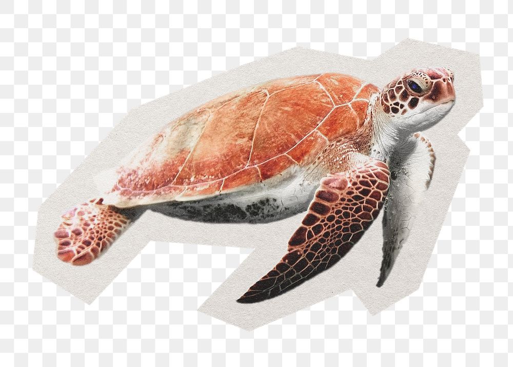 PNG Sea turtle animal environment sticker  white border , transparent background