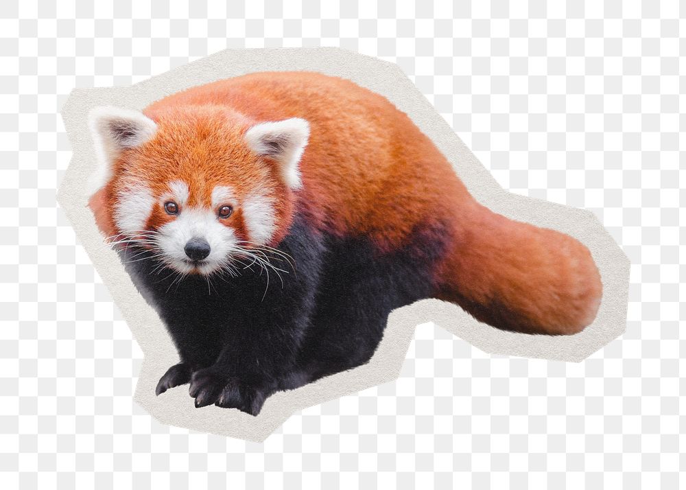 PNG red panda sticker with white border, transparent background