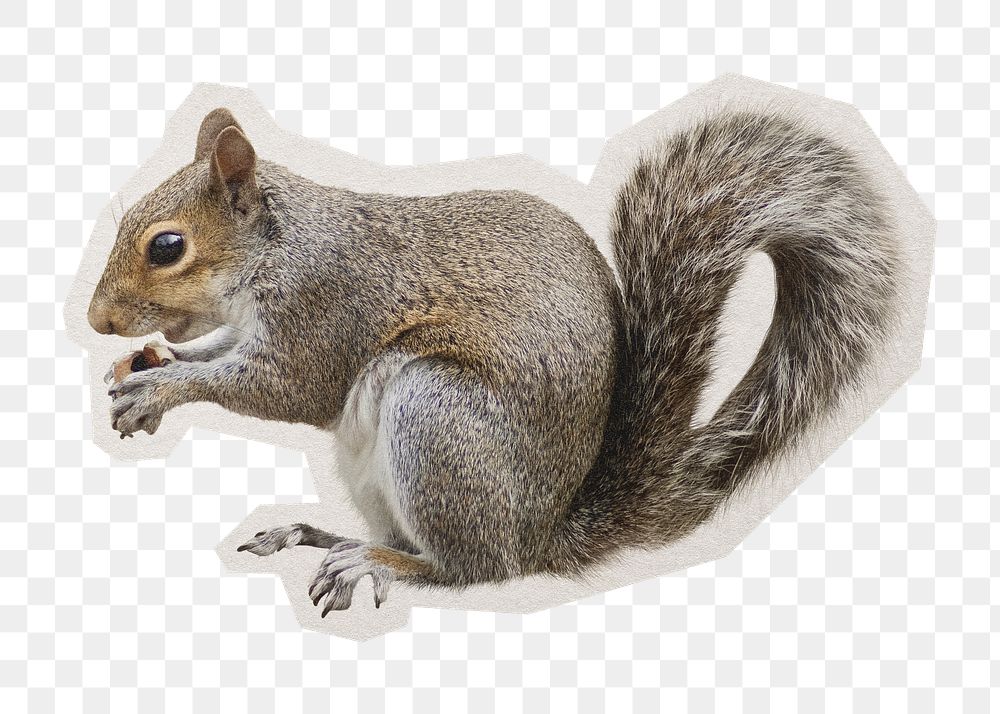 PNG squirrel sticker with white border, transparent background