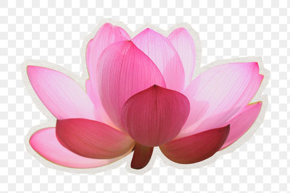 PNG  pink lotus, flower  transparent background