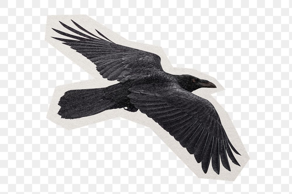 PNG  flying Raven bird sticker with white border, transparent background