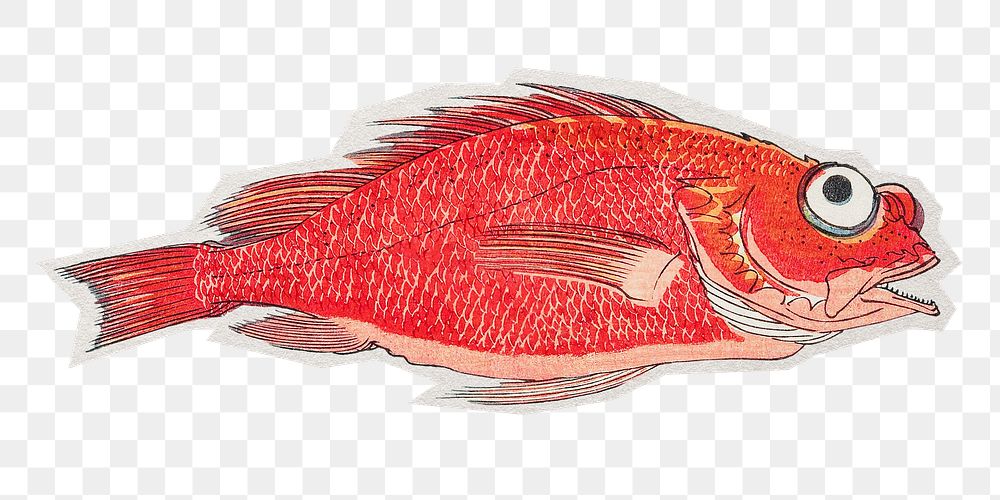 PNG red snapper fish sticker with white border, transparent background 