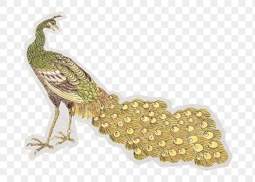 PNG vintage peacock sticker with white border, transparent background 