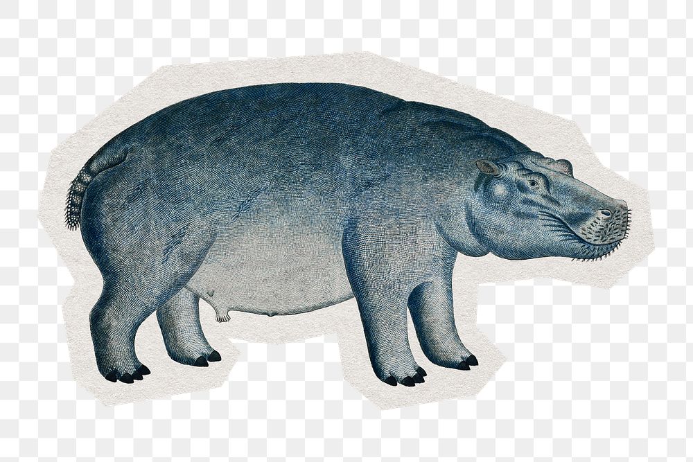 PNG Hippopotamus sticker with white border,  transparent background 